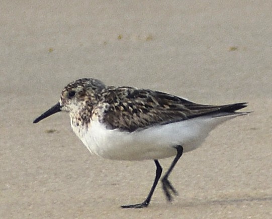 Sanderling - ML640024968