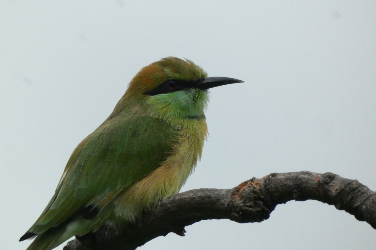 Asian Green Bee-eater - ML640024971