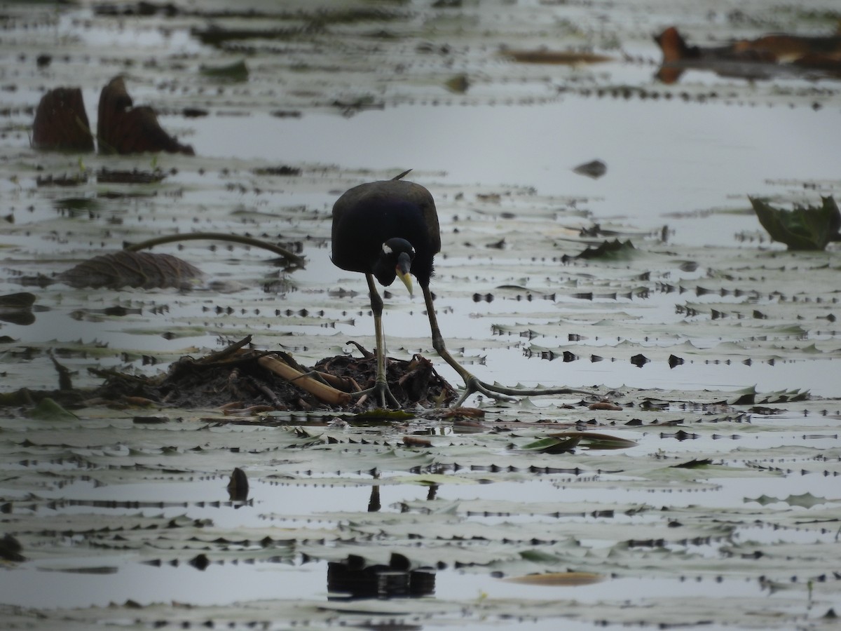 Bronze-winged Jacana - ML640024973