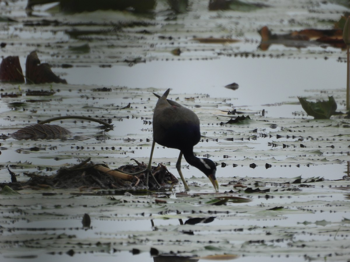 Bronze-winged Jacana - ML640024974