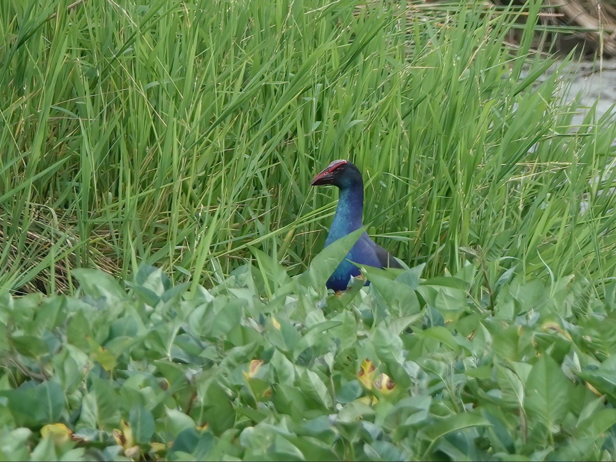 Black-backed Swamphen - ML640024977