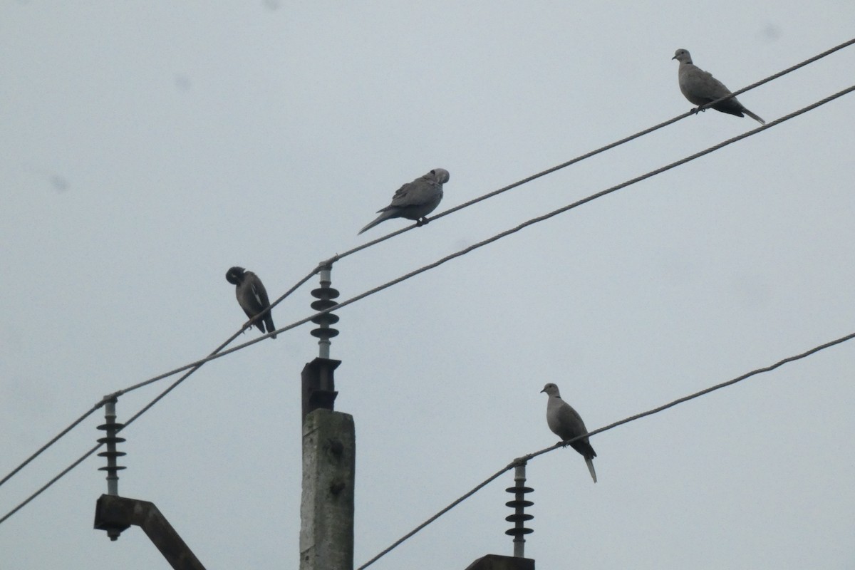 Eurasian Collared-Dove - ML640024978