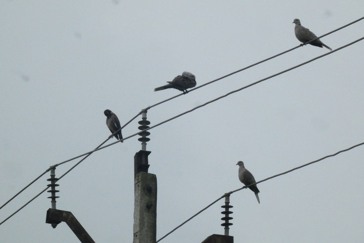 Eurasian Collared-Dove - ML640024979