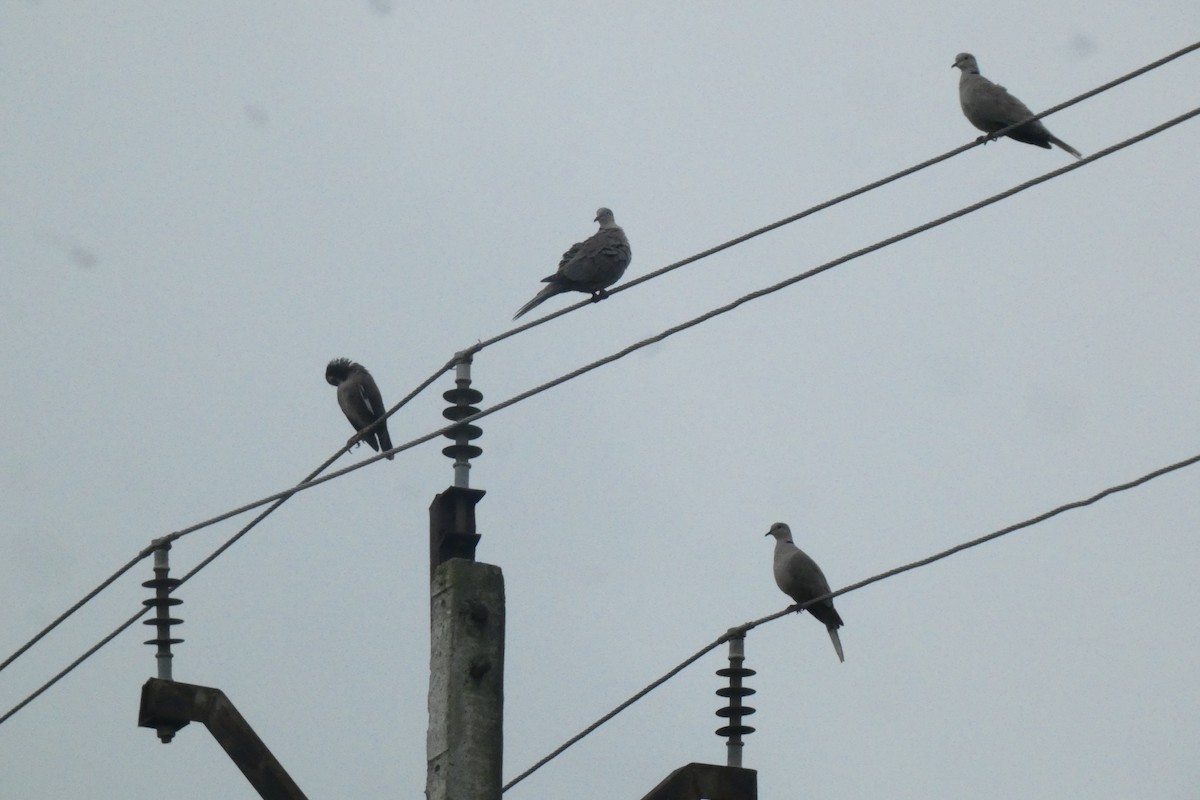 Eurasian Collared-Dove - ML640024980