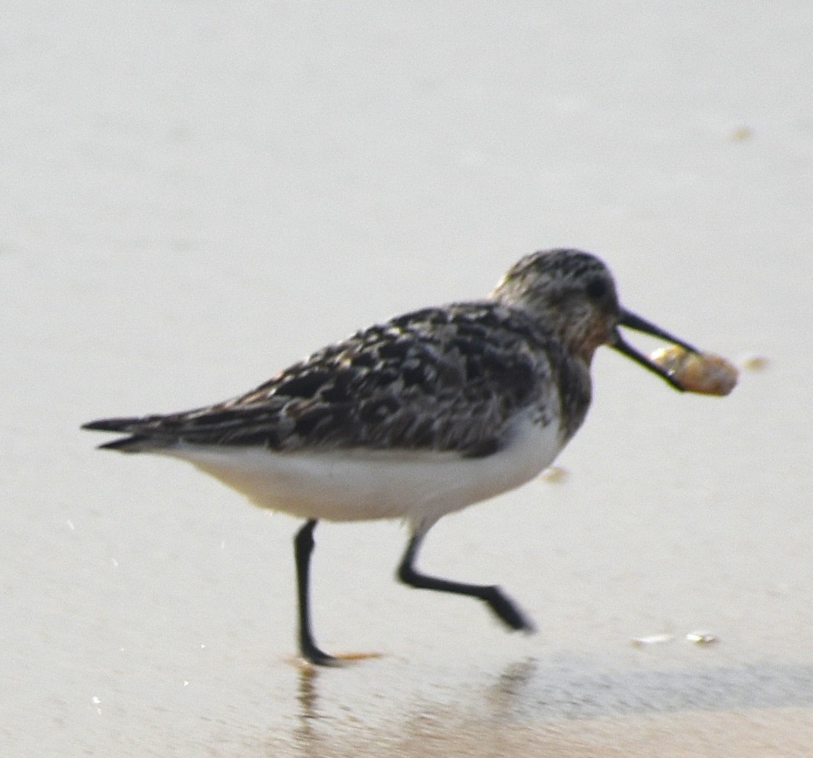 Sanderling - ML640024984