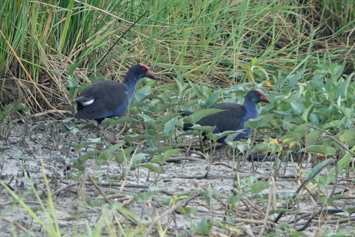 Black-backed Swamphen - ML640024987
