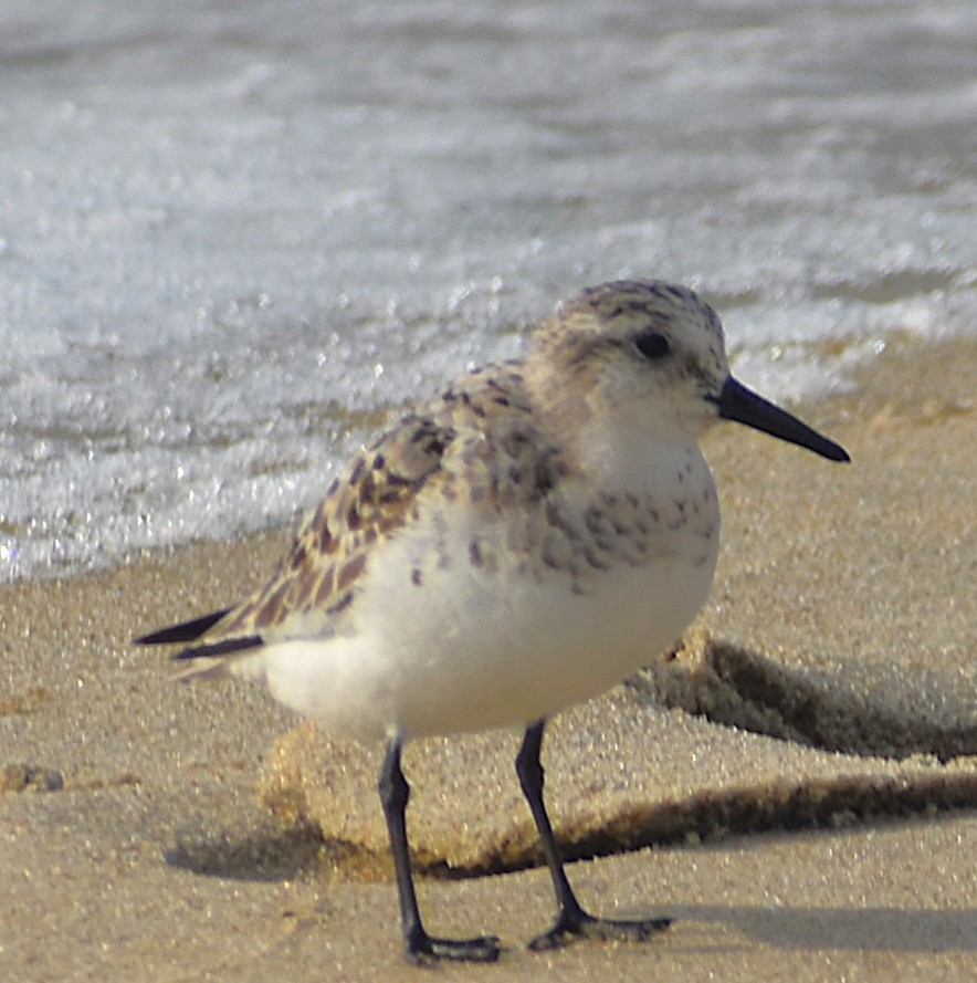 Sanderling - ML640024988