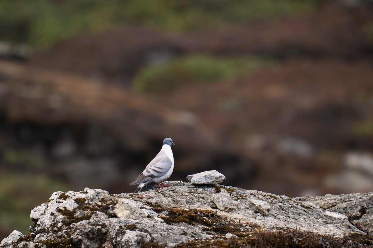 Snow Pigeon - ML640024989