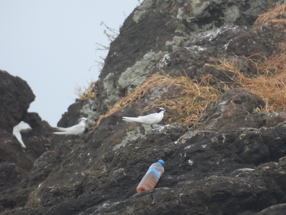 Black-naped Tern - ML640025029
