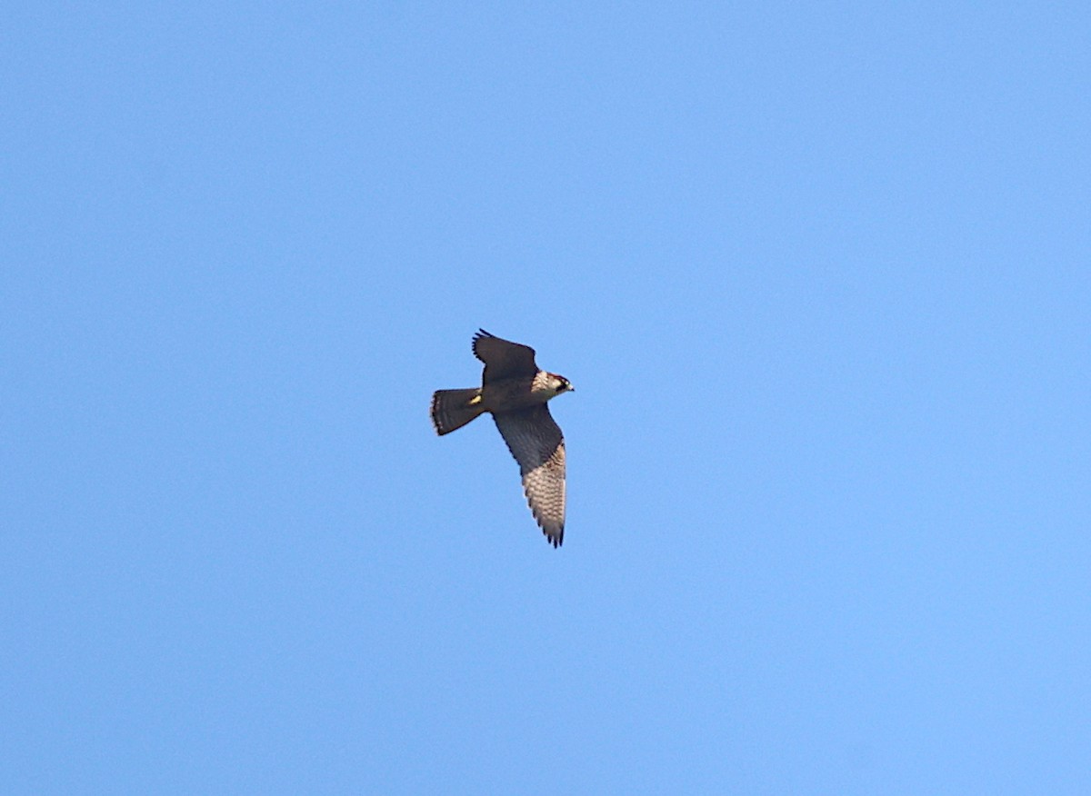 Gökdoğan - ML640025154