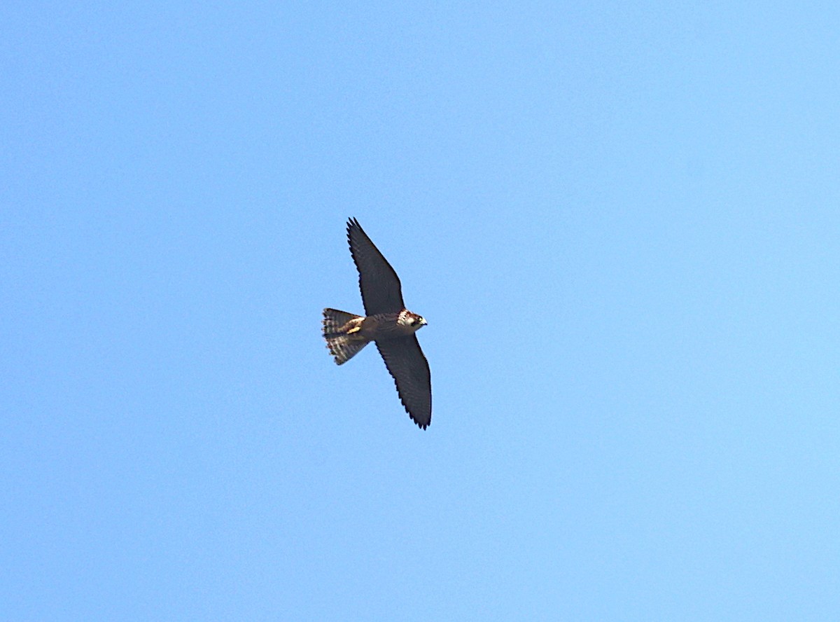 Gökdoğan - ML640025155
