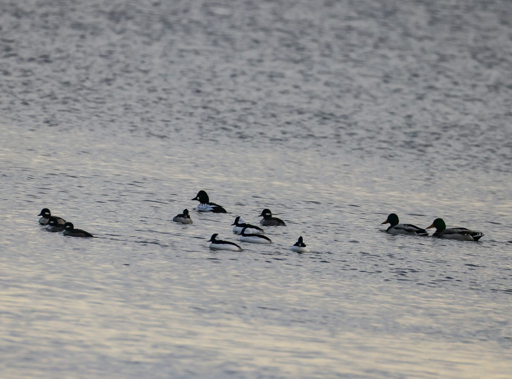 Bufflehead - ML640025184