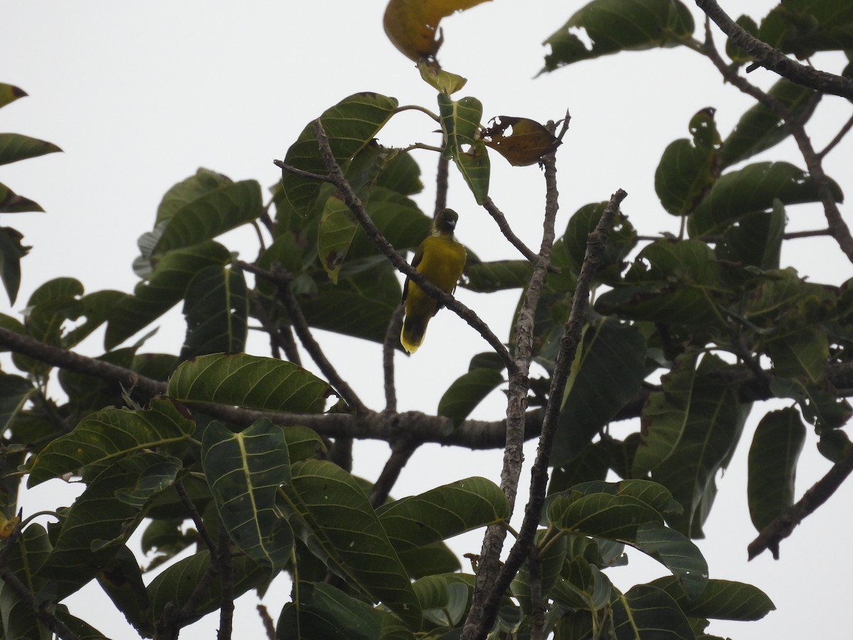 Andaman Bulbul - ML640025196