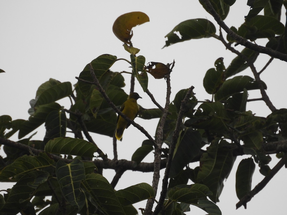 Andaman Bulbul - ML640025197