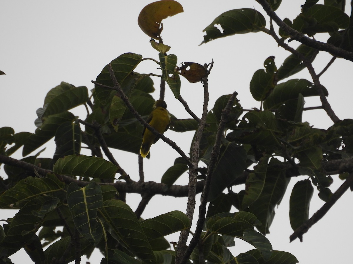 Andaman Bulbul - ML640025198