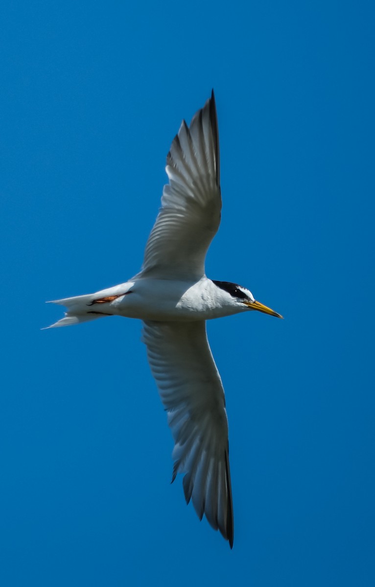 Little Tern - ML640025209