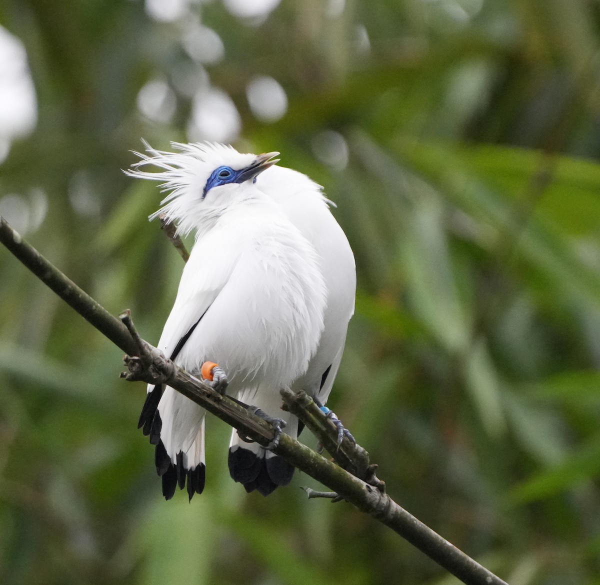 Bali Myna - ML640025216