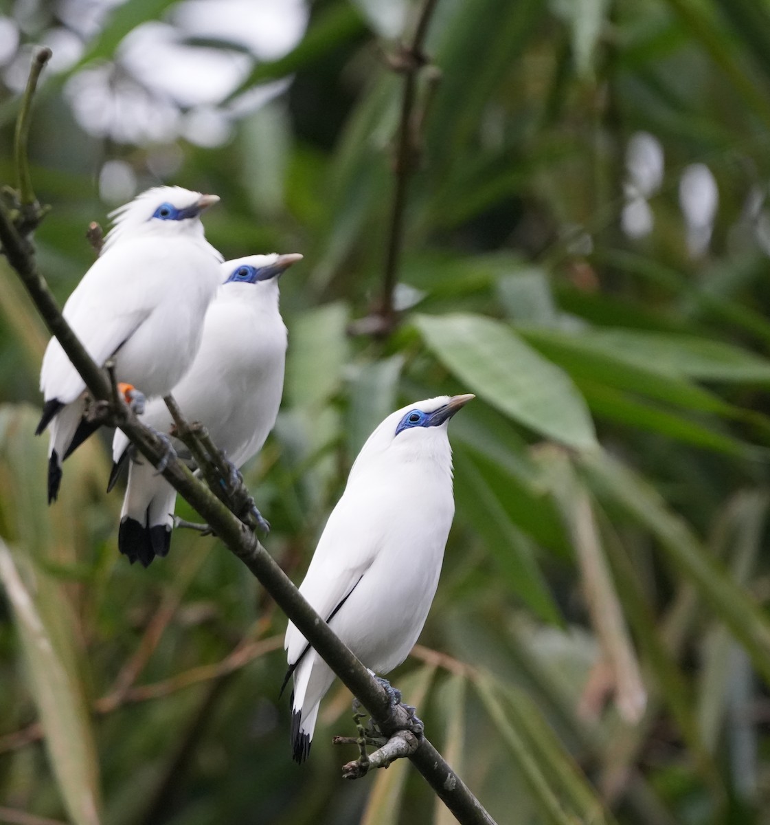 Bali Myna - ML640025218