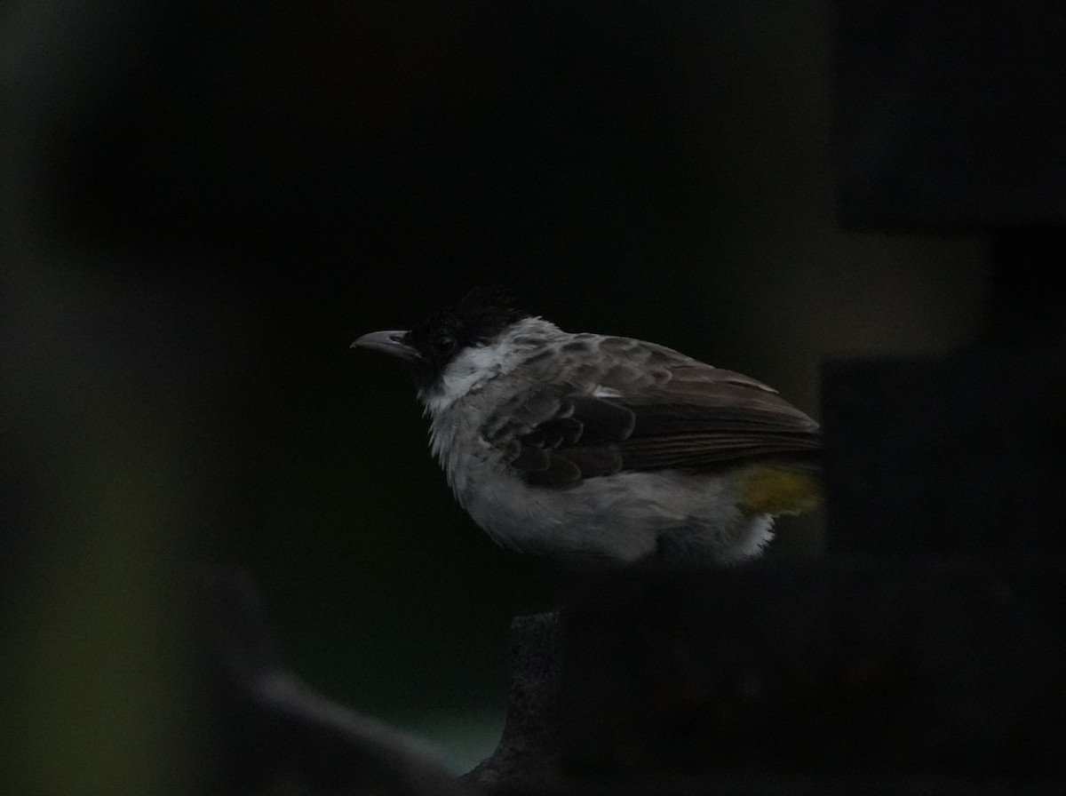 Sooty-headed Bulbul - ML640025221