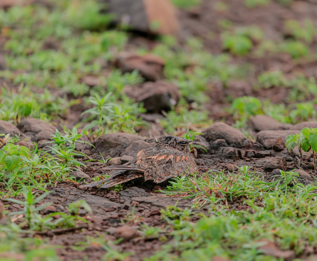 Savanna Nightjar - ML640025227