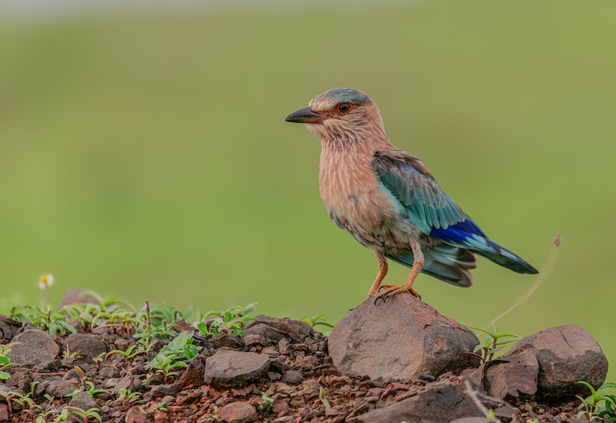 Indian Roller - ML640025295