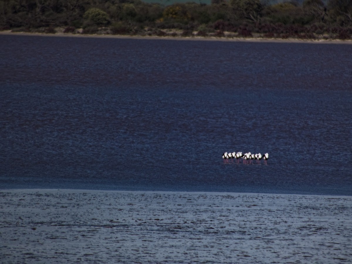Banded Stilt - ML640025347