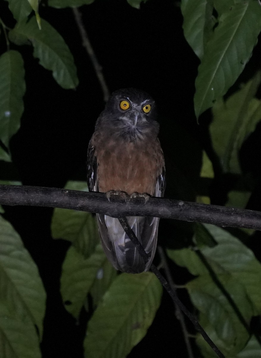 Ochre-bellied Boobook - ML640025365