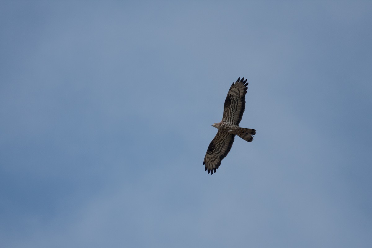 European Honey-buzzard - ML640025406