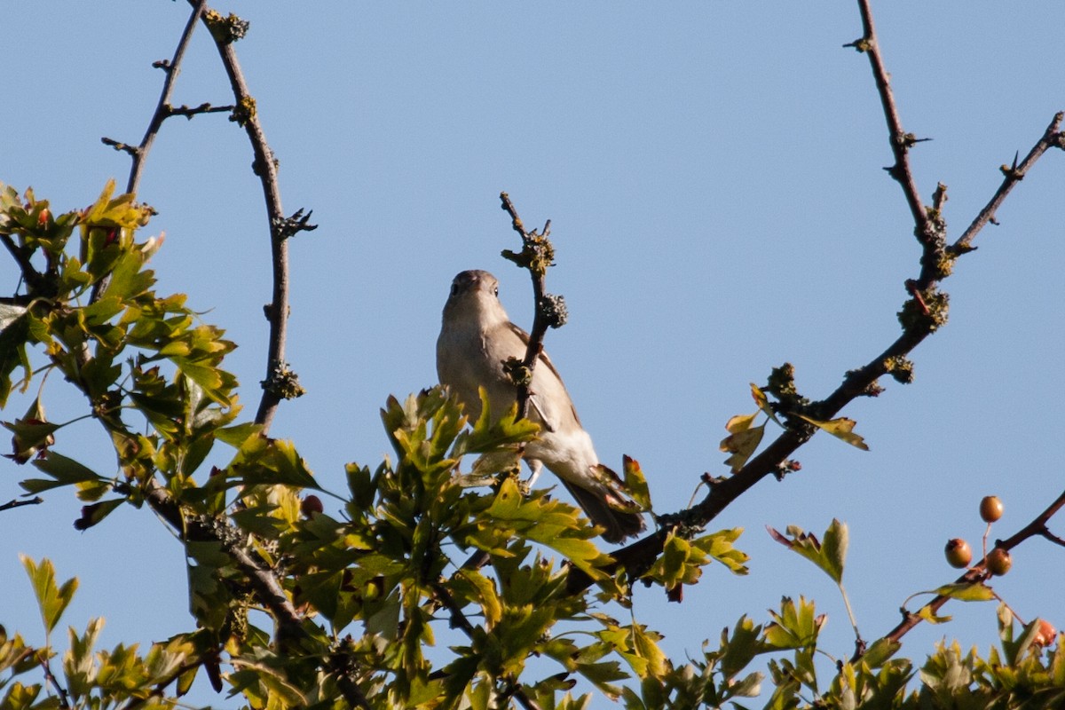 Garden Warbler - ML640025420