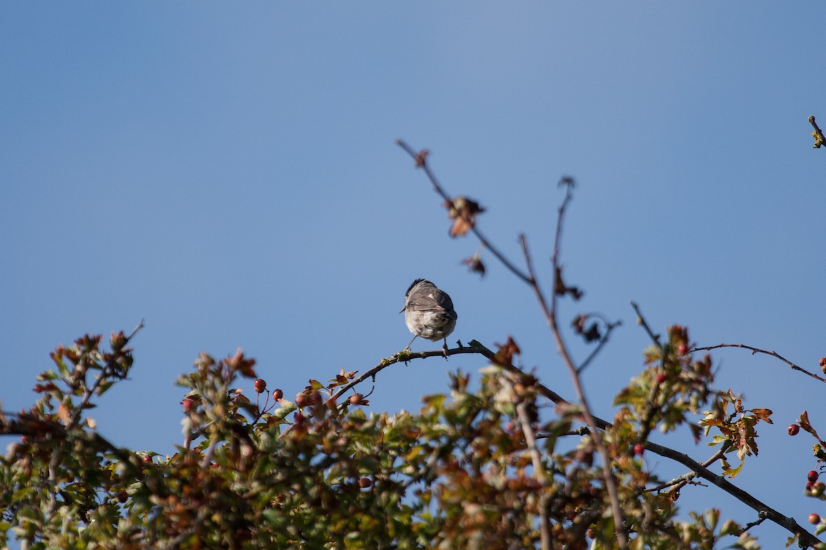 Eurasian Blackcap - ML640025426