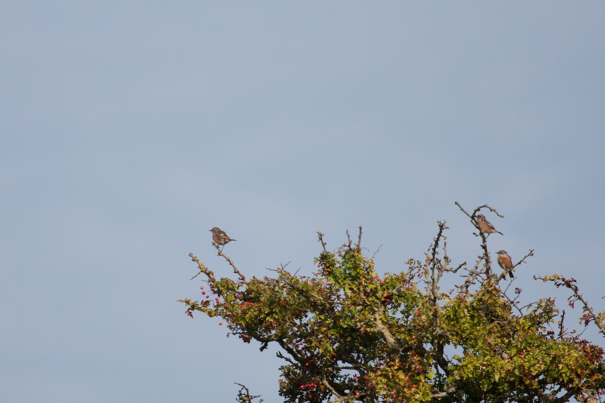 European Stonechat - ML640025432