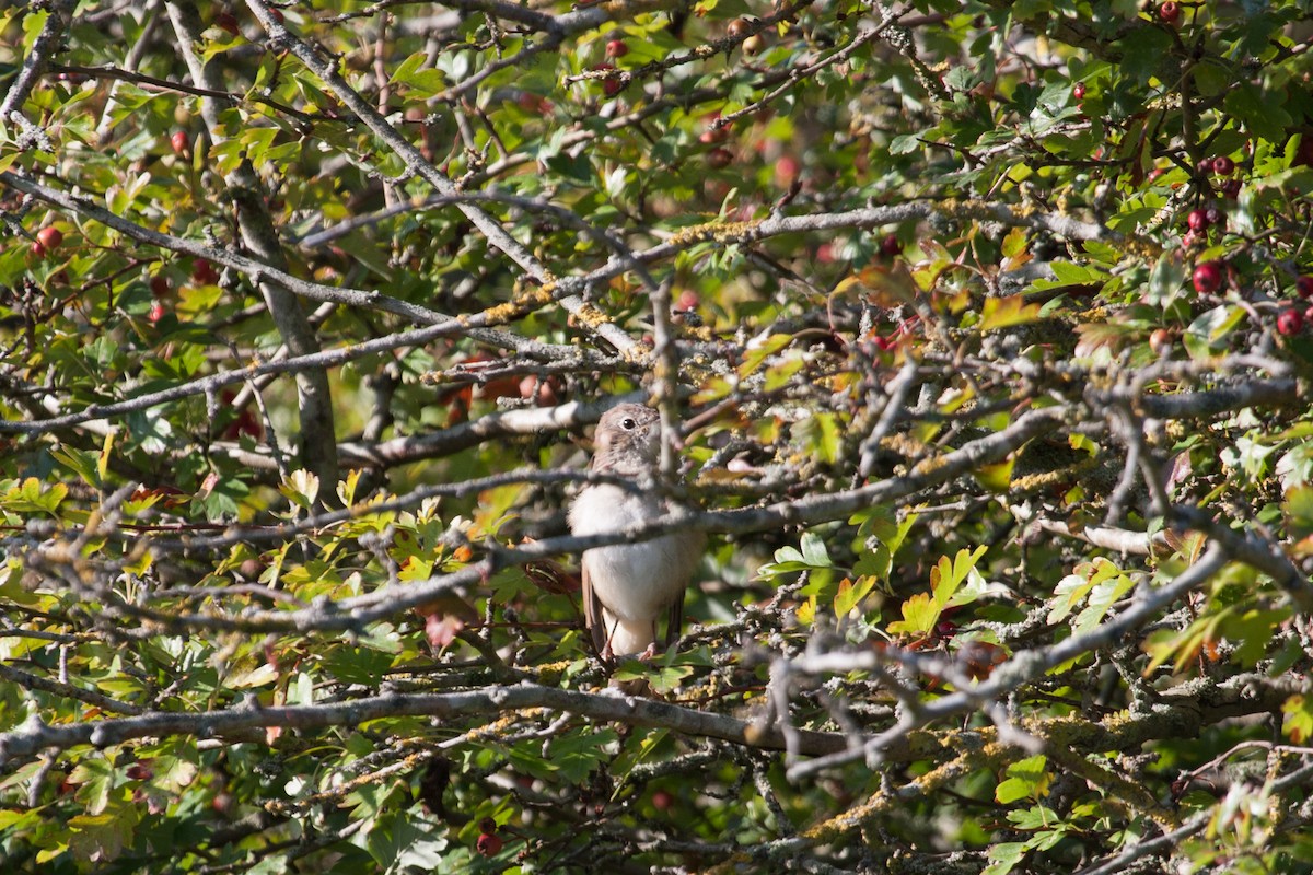 Common Nightingale - ML640025448