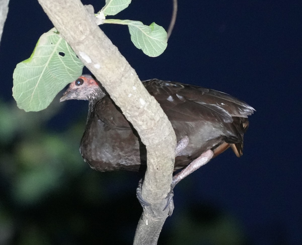 Philippinen-Großfußhuhn - ML640025473