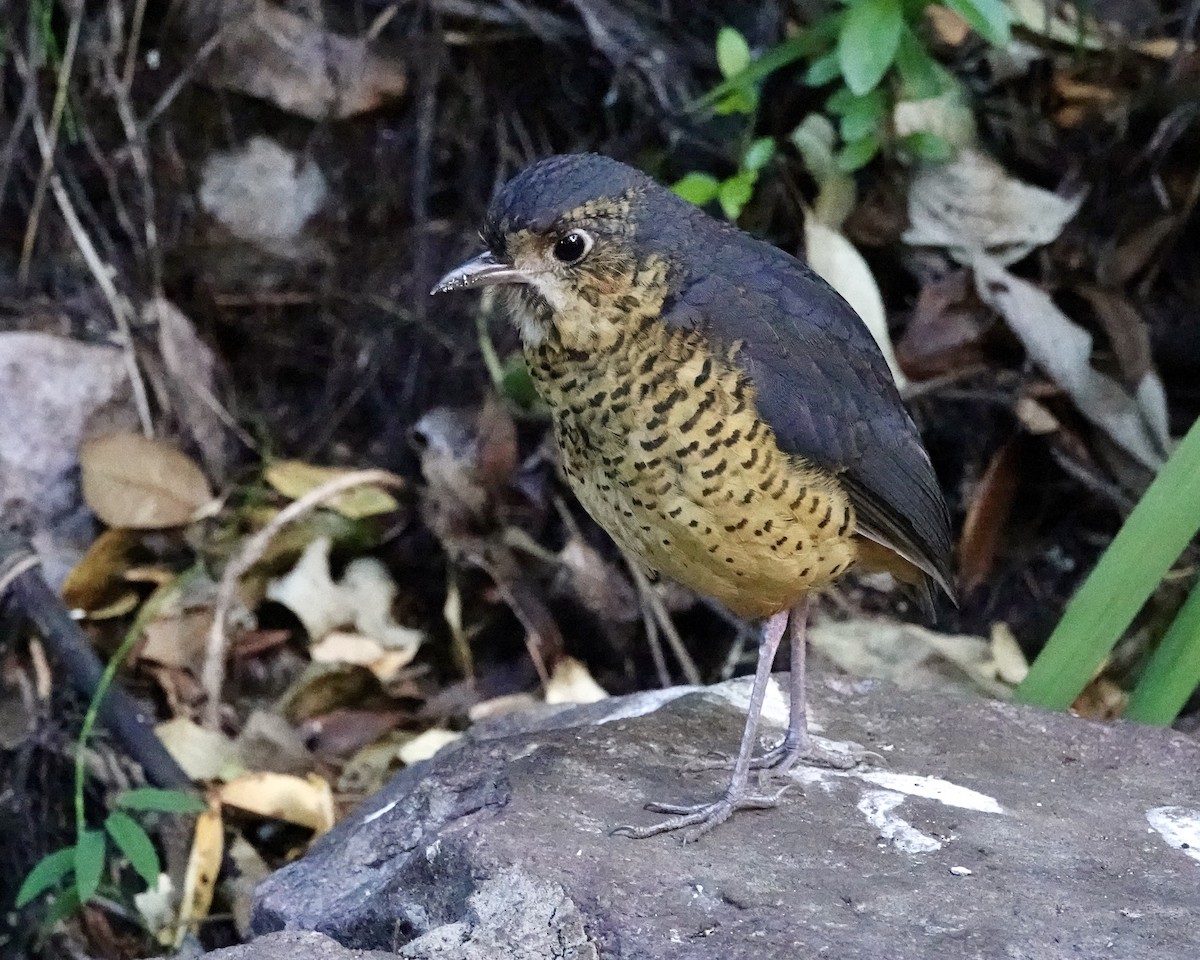Undulated Antpitta - ML640025604