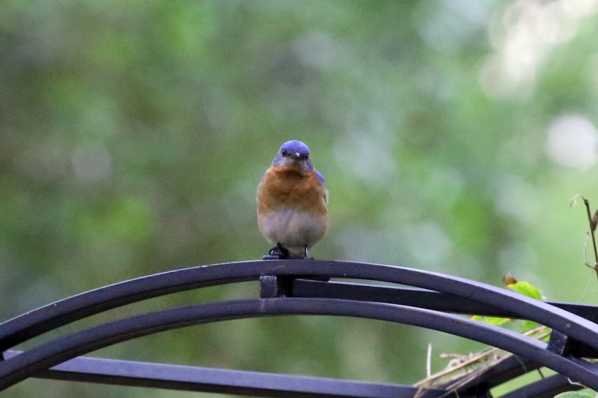 Eastern Bluebird - ML64002561