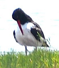 American Oystercatcher - ML640025613