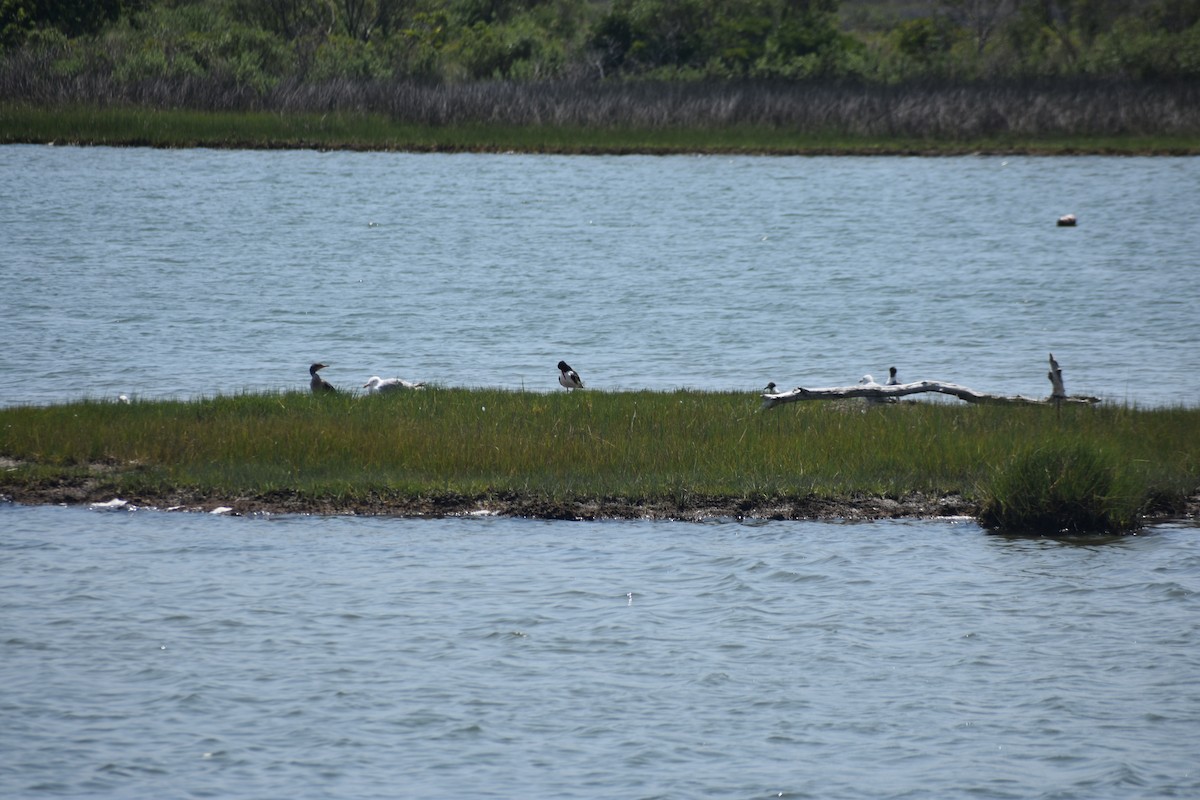 American Oystercatcher - ML640025633