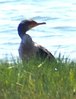 Double-crested Cormorant - ML640025653