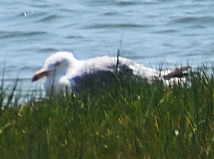 Ring-billed Gull - ML640025680