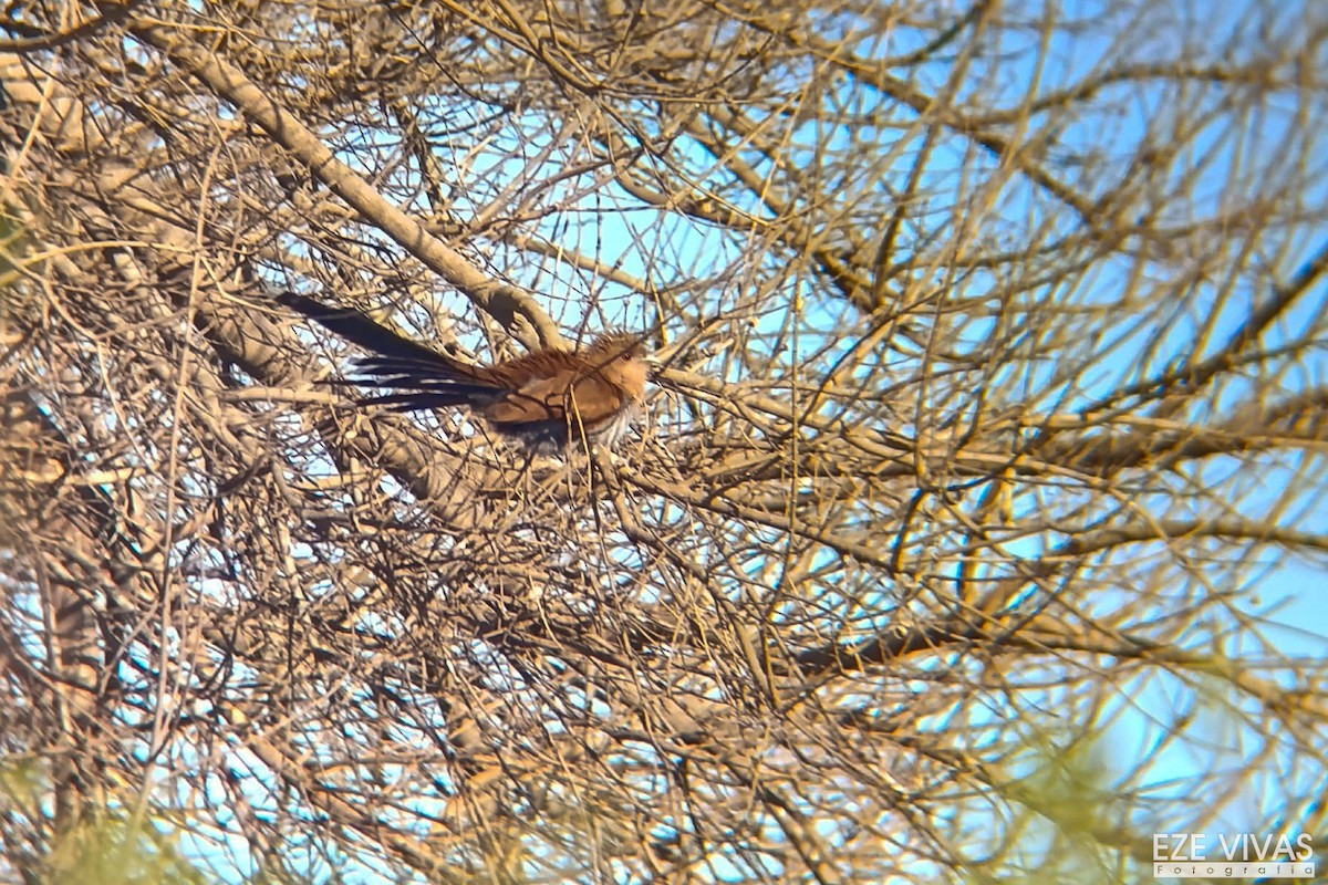 kukačka veverčí - ML640025718