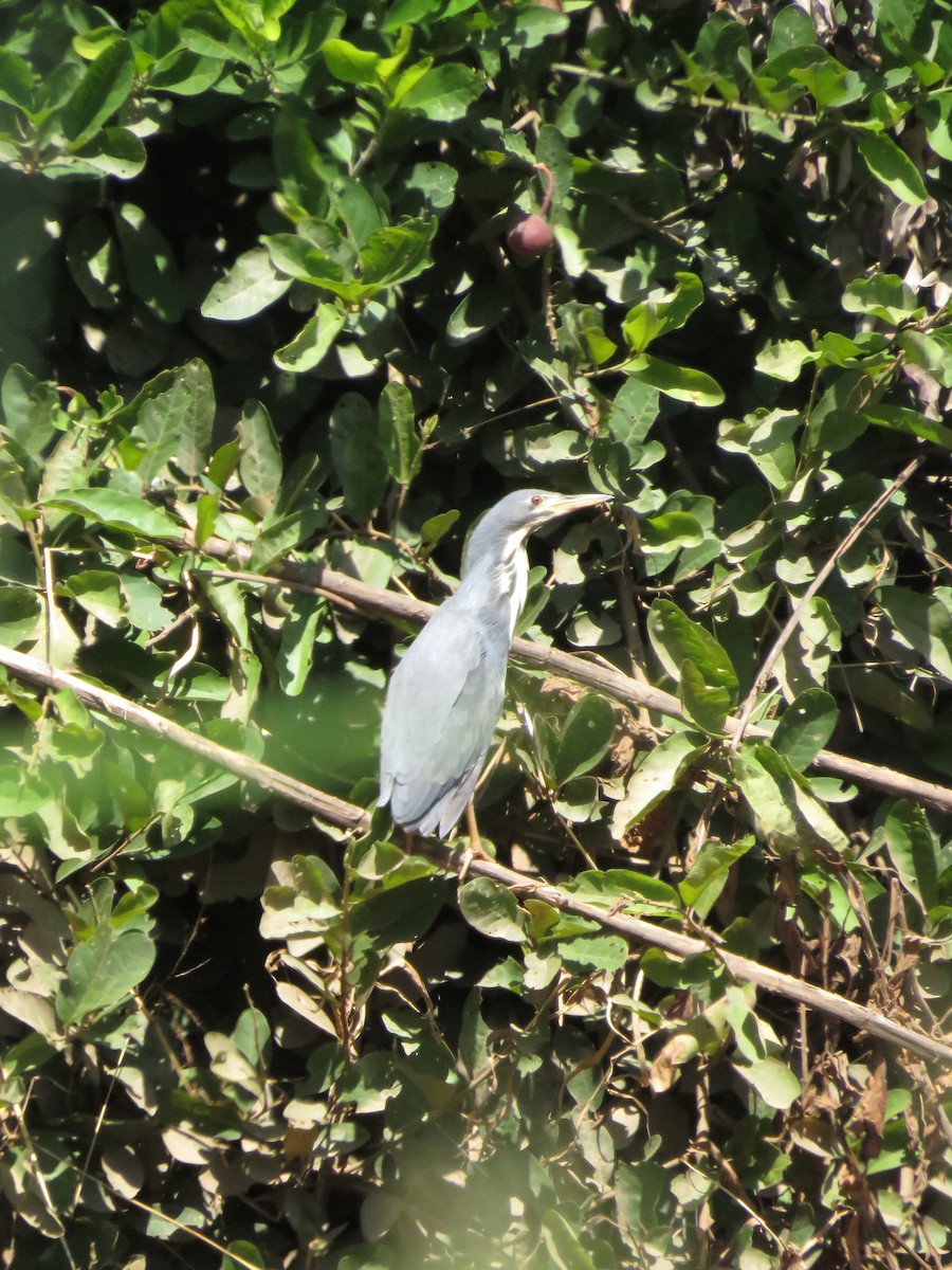 Dwarf Bittern - ML640025874