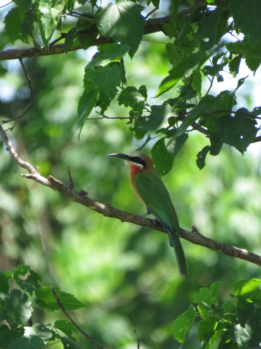 White-fronted Bee-eater - ML640025878