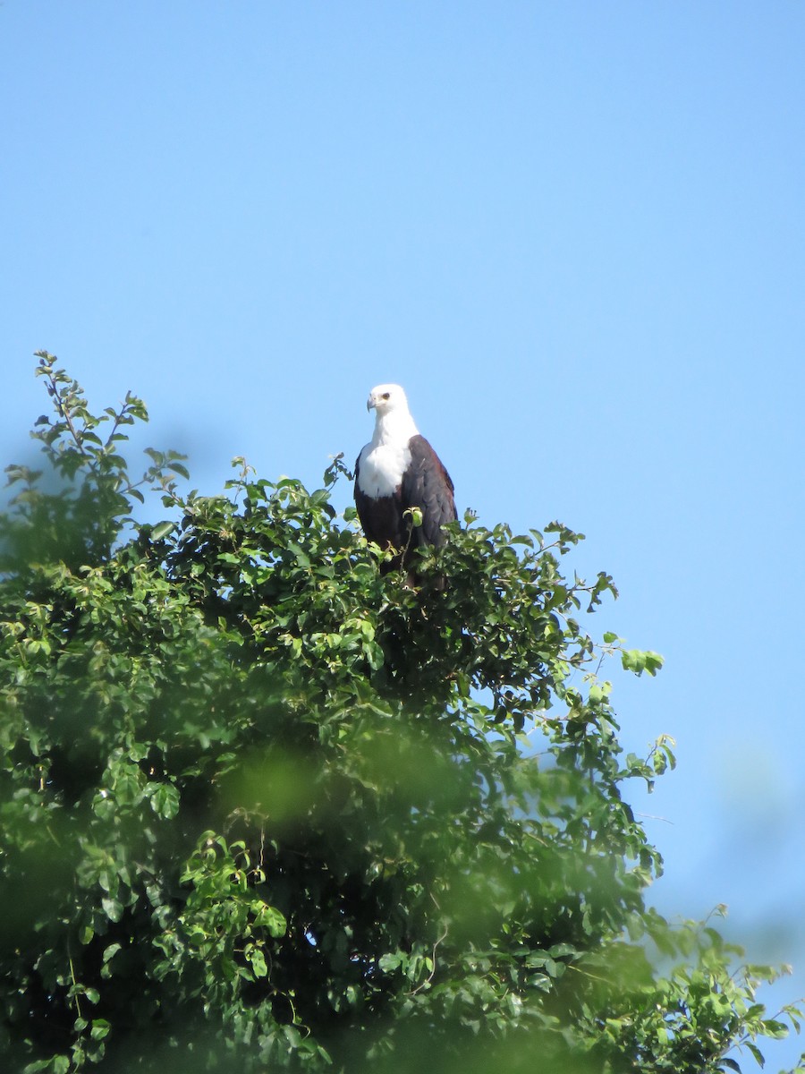 African Fish-Eagle - ML640025880