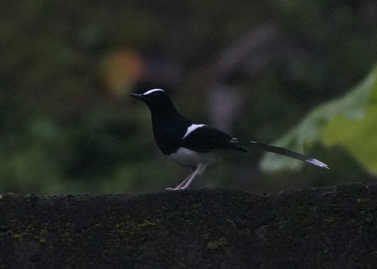 White-crowned Forktail - ML640025926