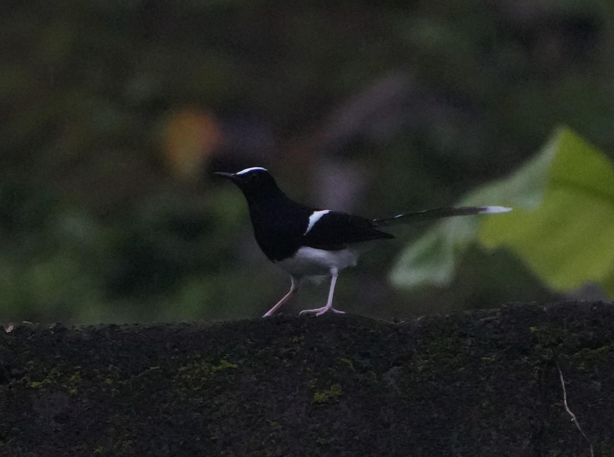 White-crowned Forktail - ML640025928