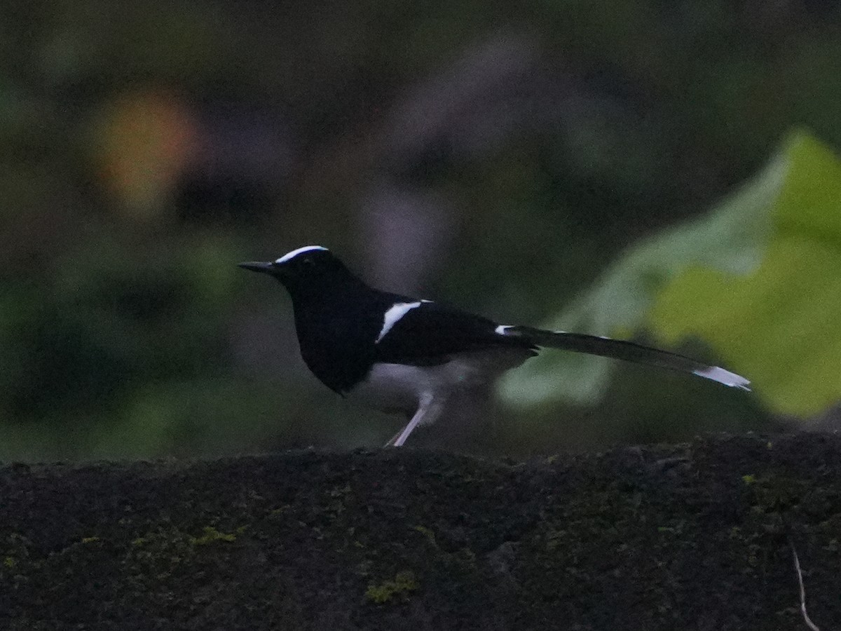 White-crowned Forktail - ML640025929