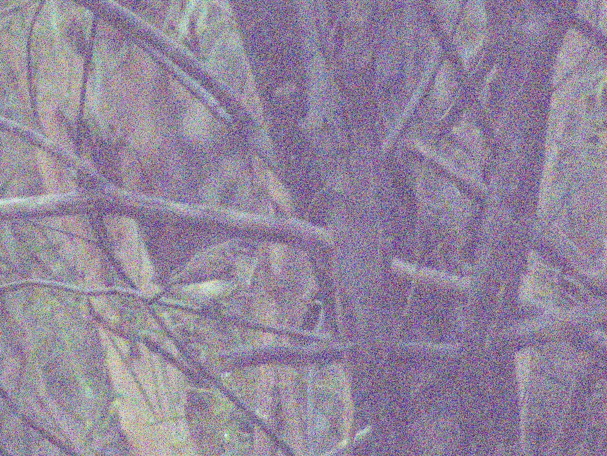 Yellow-rumped Thornbill - ML640025947