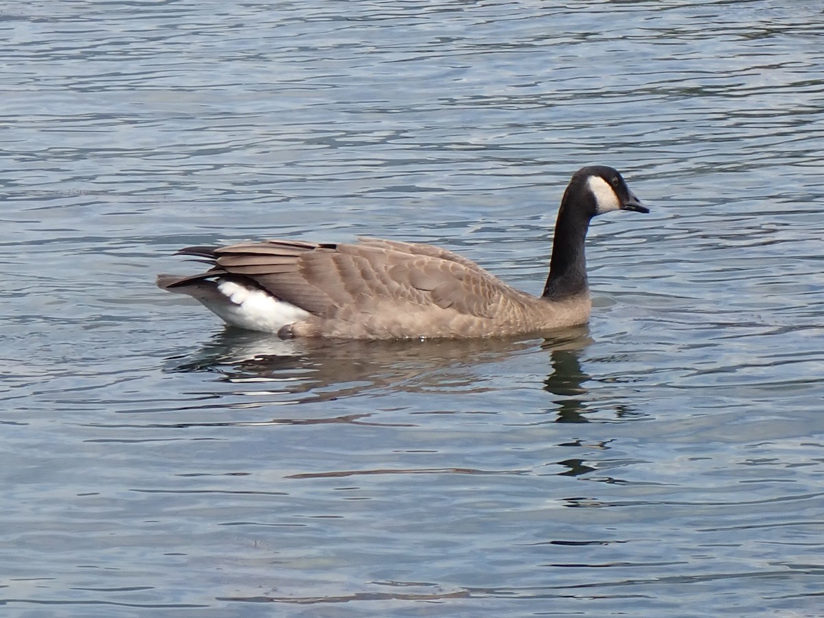 Canada Goose - ML640025964