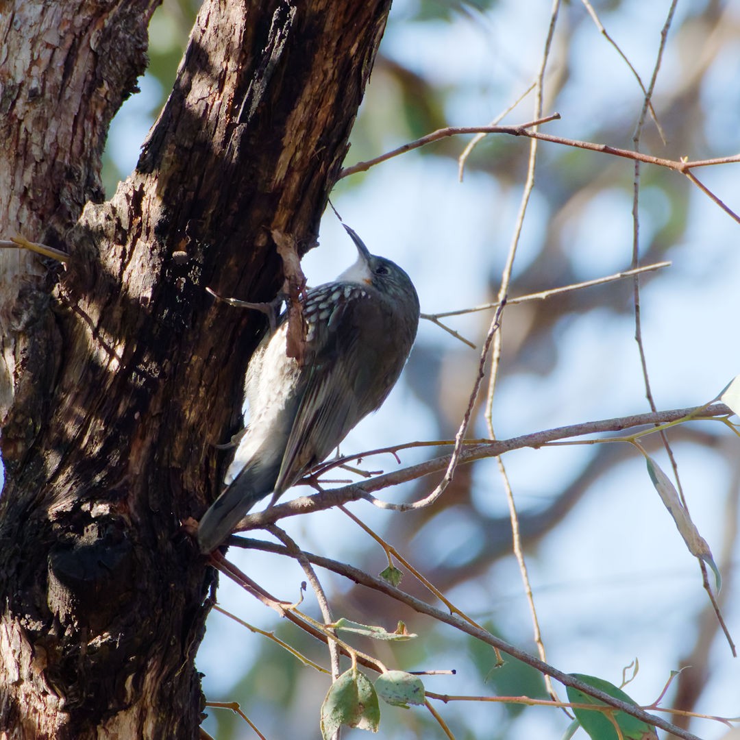 White-throated Treecreeper (White-throated) - ML640025969