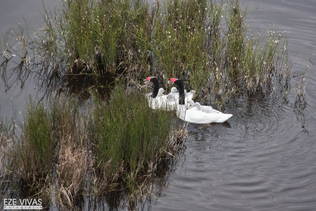 labuť černokrká - ML640026056